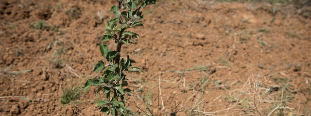 Pommier (12/07/2019)