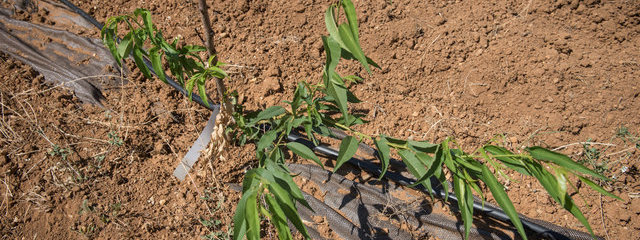 Pêcher (12/07/2019)