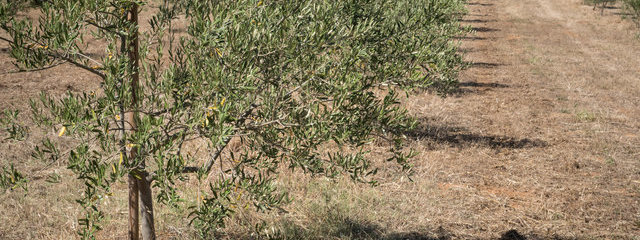 Oliviers (12/07/2019)