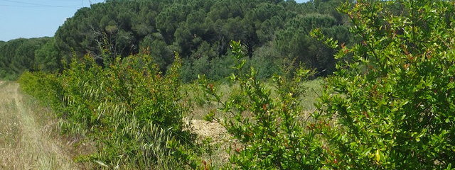 plantation de grenadiers (21/05/19)