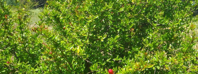 plantation de grenadiers (21/05/19)