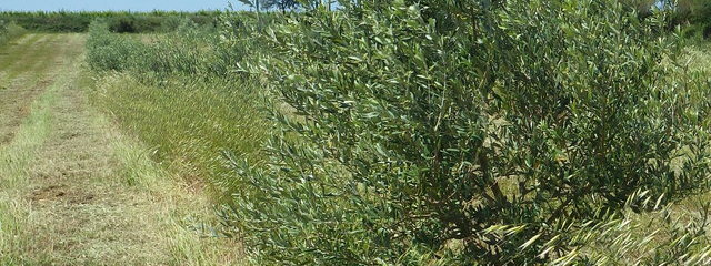 Oliveraie (21/05/19)