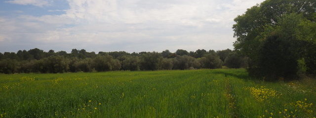 Parcelle d’orge gérée extensivement en bordure d’un champ d’olivier et de garrigues (2/02/2019)