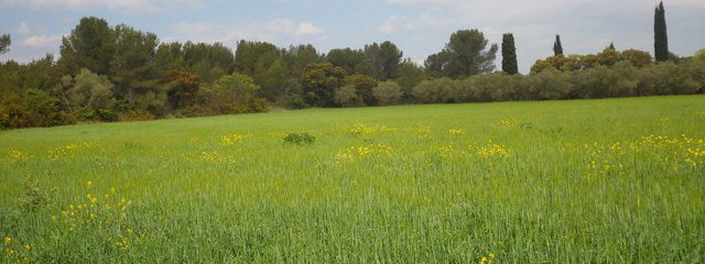 Parcelle d’orge gérée extensivement en bordure d’un champ d’olivier et de garrigues (2/02/2019)