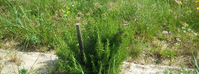 Haies plantées à l’automne 2017 (2/05/19) – Romarin