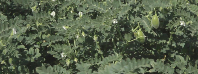 Introduction du Pois chiche dans la rotation en 2014