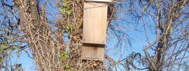 Nichoir à chauve souris