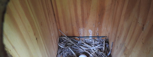 Nichoir avec œufs de Rollier