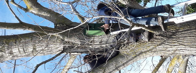 Pose de nichoir à oiseaux