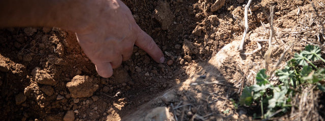 Mélange de graines orge, féverole, radis fourrager 26/09/2019