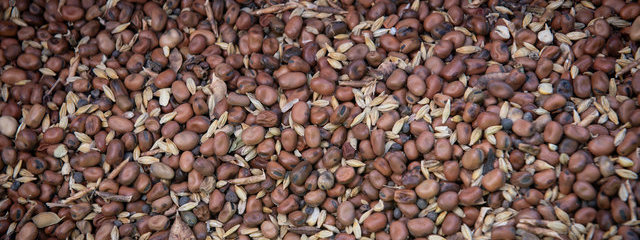 Mélange orge, féverole, radis fourrager -26/09/2019