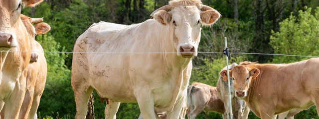 Les bovins de stéphane