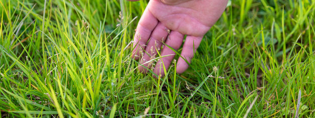 Prairie multi-espèce