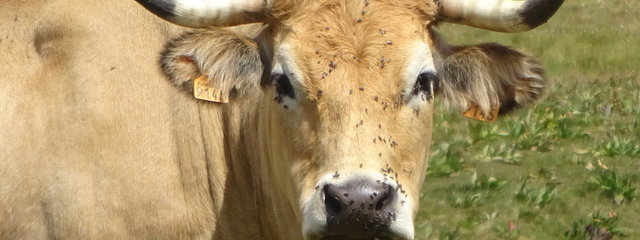 Vache Aubrac