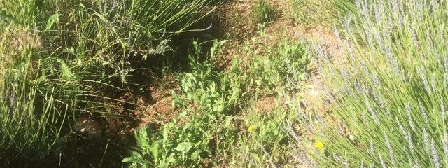 enherbement naturel entre les rangées de lavandin