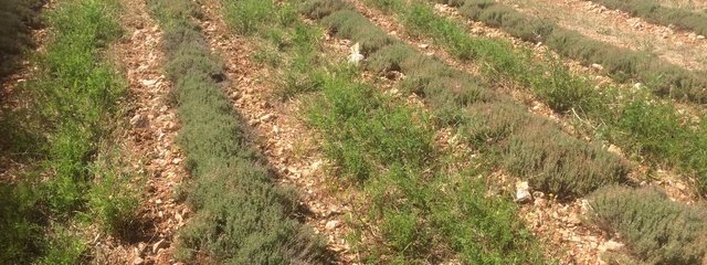 enherbement du thym avec du sainfoin
