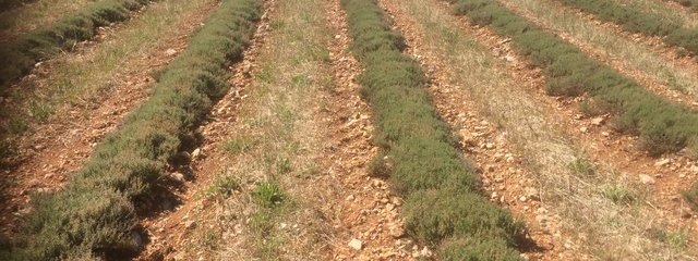 couvert inter-rang dans le thym avec un mélange de graminées