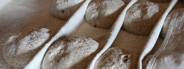 Petits pains qui attendent leur cuisson