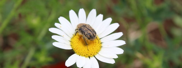 Une biodiversité préservée