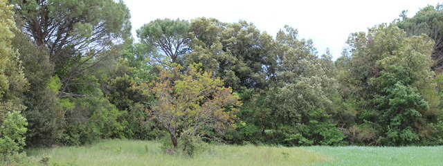 Un peu d'agroforesterie