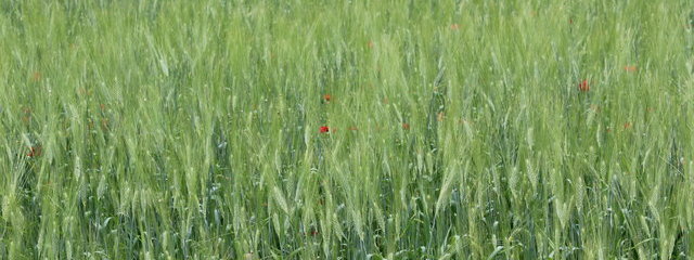 Des variétés anciennes