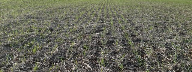 Blé en semis direct