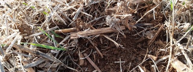 Zoom sur le sol sous couvert