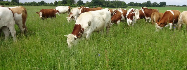 Jeunes taurillons pour l'engraissement