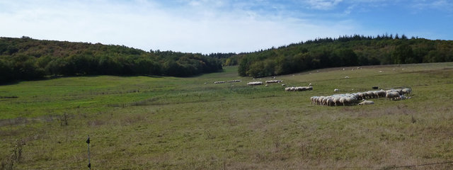Techno-pâturage (18 cellules visibles sur la photo, 6 allées). Allotement selon le nombre d'agneaux attendus (Solagro)