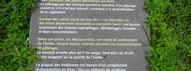 pâturage, un acteur du paysage