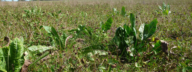 Prairie Temporaire mélangée (y compris chicorée, plante à tanins) – sept 2014 (Solagro)