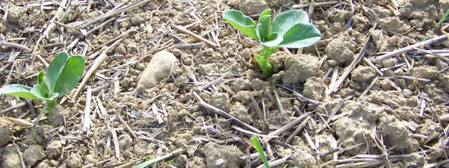 Couvert de féverole (octobre)