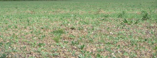 Couvert de féverole (octobre)