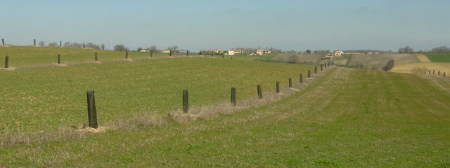 Jeune parcelle agroforestière