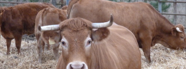 Mère de race limousine