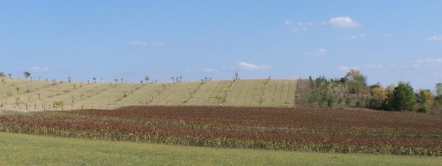 Panorama (en fond parcelle agroforestière plantée en 2007)