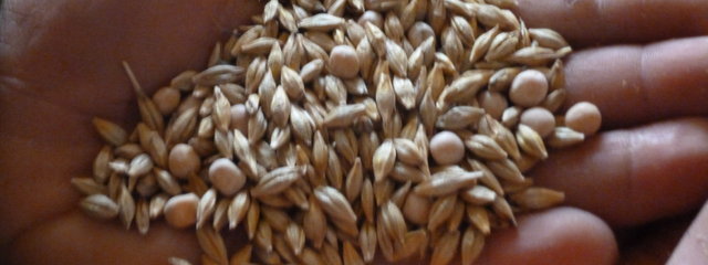 Mélange pois chiche, orge