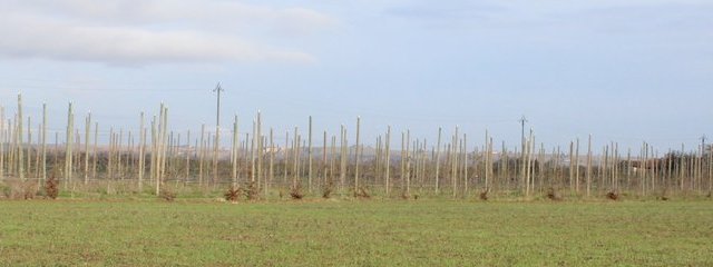 Vue sur le nouveau verger