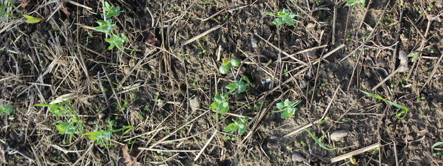 Couvert avoine pois vesce après une culture de soja