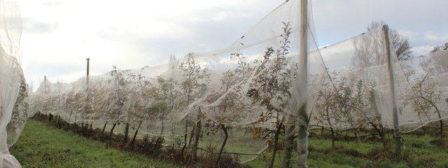 Filets de protection contre la grêle et le carpocapse