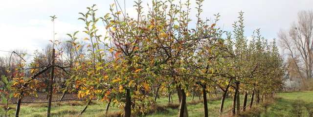 Enherbement du verger