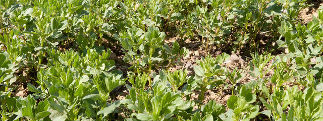 Couvert de féverole (avril 2015)