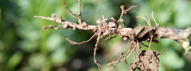Nodosités de la féverole (avril 2015)