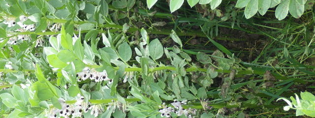 Couvert de féverole de 1 m de hauteur (30 avril 2015)