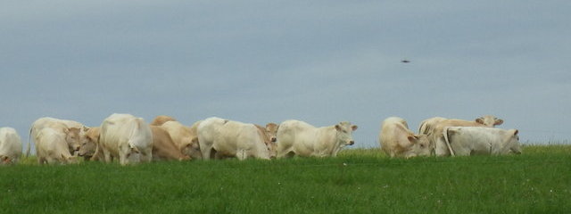 troupeau de Blonde Aquitaine au pâturage