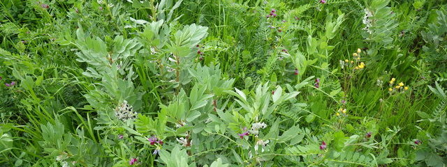 Méteil composé d’avoine noire, blé tendre, féverole, pois fourrager, vesce (30 avril 2015)