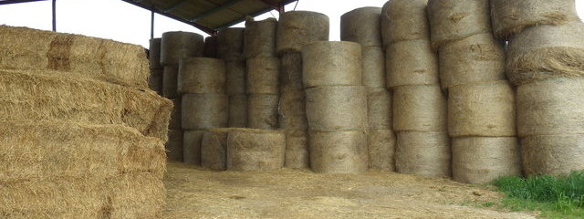 Stockage du foin sous un hangar
