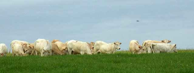 Troupeau de Blonde Aquitaine au pâturage