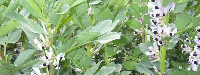 Couvert de féverole (30 avril 2015)