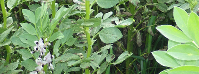 Couvert de féverole de 1 m de hauteur (30 avril 2015)